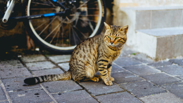 Wallpaper Brown, Eyes, Look, With, Yellow, Black, Mobile, Cat, Stare, Desktop