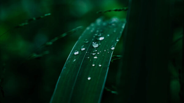 Wallpaper Plant, Drops, Nature, Green, Leaves, Water, With, Desktop