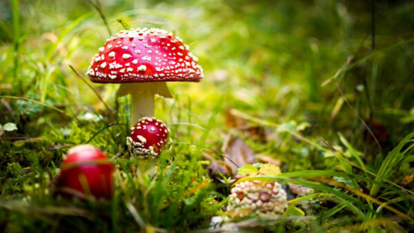 Wallpaper Green, Grass, Mushrooms, Background, Red, Field, Mushroom, Blur