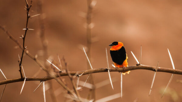 Wallpaper Branch, Blur, Bird, Orange, Birds, Tree, Sitting, Background, Black