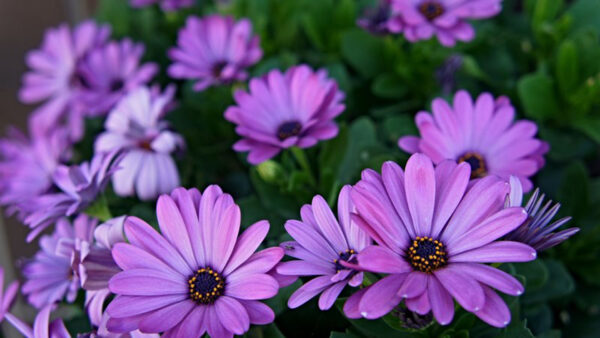 Wallpaper Spring, Desktop, Purple, Flowers, Flower, Plants