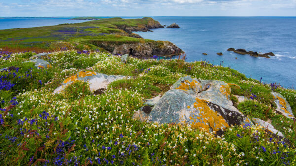 Wallpaper Field, Rocks, Desktop, Flowers, Blue, Mountains, Nature, Mobile, View, Ocean, Landscape, Greenery, White