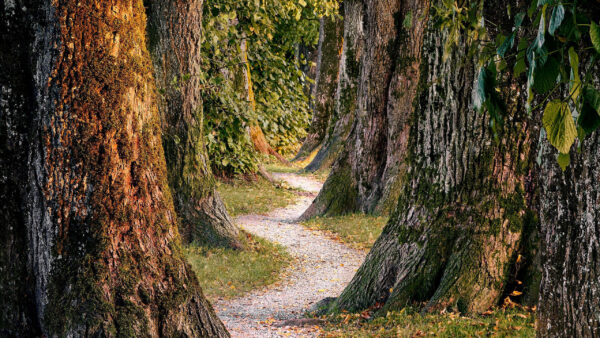 Wallpaper Trunk, Nature, Trees, Between, Path