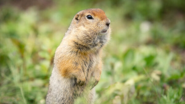 Wallpaper Gopher, Rodent, Grass, Desktop, Standing, Green, Animals