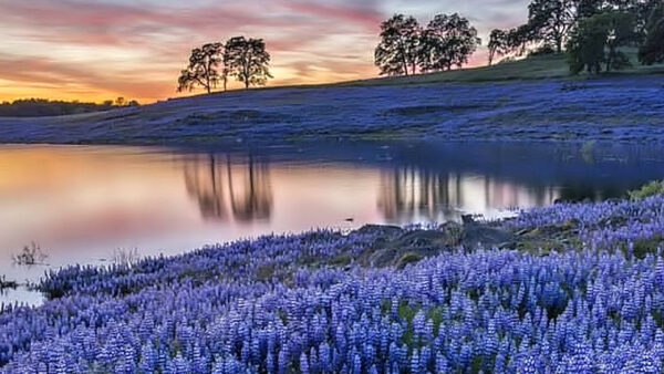 Wallpaper White, Slope, Under, Black, Clouds, River, Sky, Blue, Field, Between, Trees, Green, Flowers, Lupines