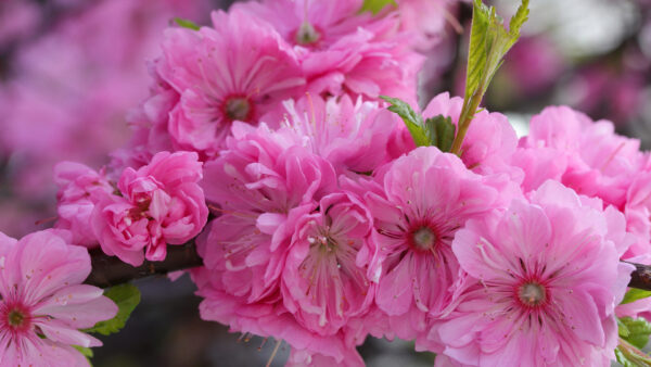 Wallpaper Flowers, Sakura, Pink