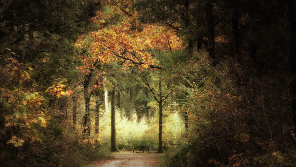 Wallpaper Desktop, Fall, Nature, Season, Park, Road