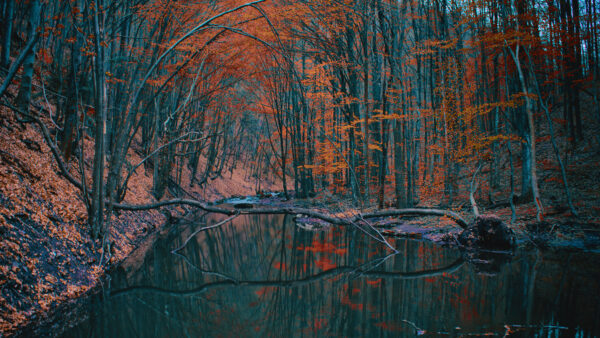 Wallpaper Time, River, Autumn, Branches, Reflection, Trees, Forest, Evening, Orange, During, Leaves