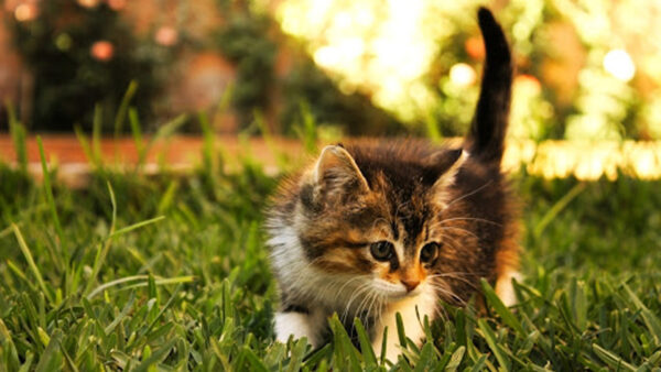 Wallpaper White, Brown, Black, Grass, Cat, Fur, Green, Kitten