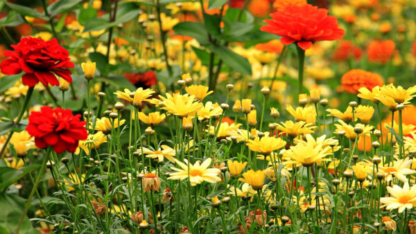 Wallpaper Rose, Flowers, Field, Artichoke, Red, Jerusalem