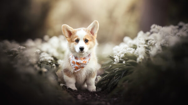 Wallpaper Corgi, Brown, Pet, Blur, Background, White, Dog, Ground