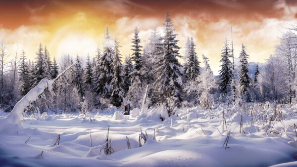 Wallpaper Covered, Landscape, And, During, Snow, Nature, Winter, Desktop, Trees
