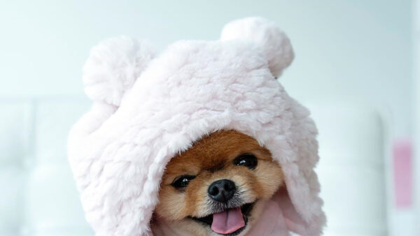 Wallpaper Fur, With, Cap, White, Dog, JiffPom