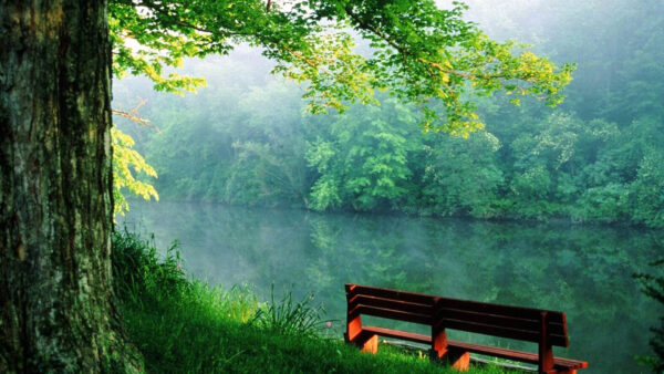 Wallpaper Trees, Nature, Wood, Green, River, Beautiful, Water, Reflection, Grass, Bench