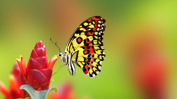 Wallpaper Design, Red, Flower, Background, Black, Yellow, Blur, Butterfly, Green