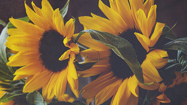 Wallpaper Black, Closeup, Flowers, Sunflowers, View, Two, Yellow, Background