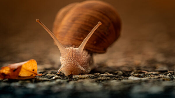 Wallpaper Snail, Ground, Brown