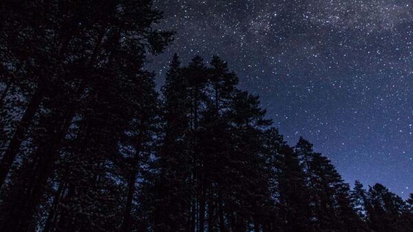 Wallpaper Starry, Under, Mobile, Forest, Blue, During, Nature, Trees, Nighttime, Tall, Sky, Desktop