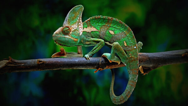 Wallpaper Background, Desktop, Chameleon, Stick, Sitting, Green, Wood, Blur