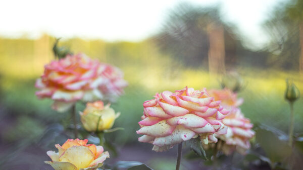 Wallpaper Roses, Closeup, Light, View, Flowers, Pink, Background, Blur, Yellow