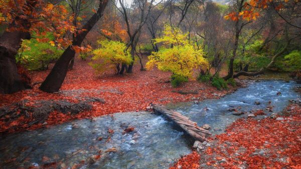 Wallpaper Autumn, Forest, Nature, Scenery, Beautiful, Background, Best