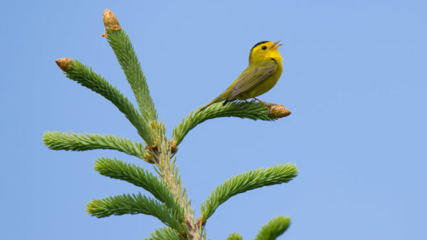 Wallpaper Birds, Background, Sky, Blue, Leaves, Bird, Yellow, Black, Standing, Green