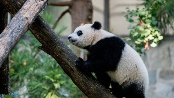 Wallpaper Trunk, Standing, Panda, White, Black, Tree