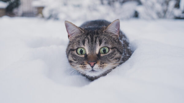 Wallpaper Lying, Stare, Cat, White, Background, Look, Down, Snow, Blur, Black, With