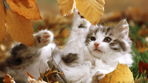 Wallpaper Down, White, Kitten, Black, Lying, Leaves, Dry, Cat