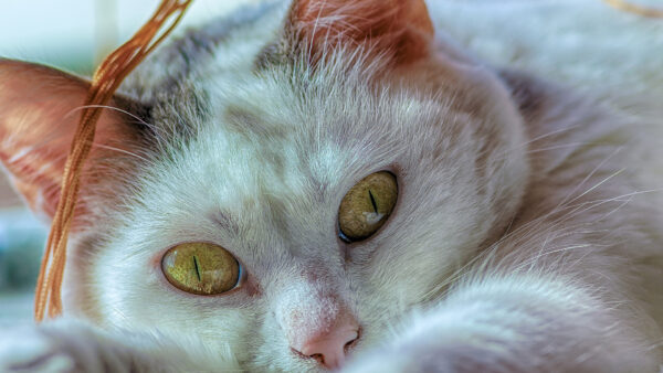 Wallpaper Yellow, Eyes, Look, Desktop, White, Stare, With, Cat