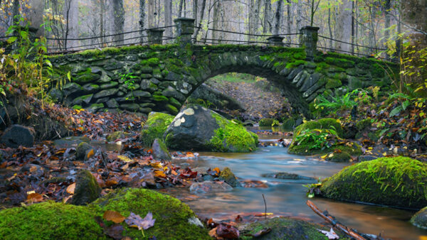 Wallpaper Leaves, Stream, Algae, Stones, Background, Water, Covered, Forest, Dry, Bridge, Nature