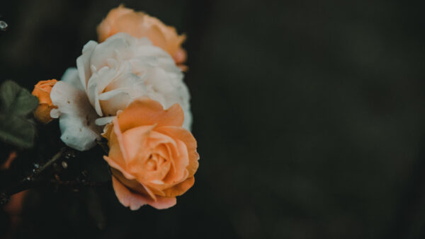 Wallpaper White, Roses, Dark, Orange, Plant, Background, Flowers, Desktop, Mobile, Light