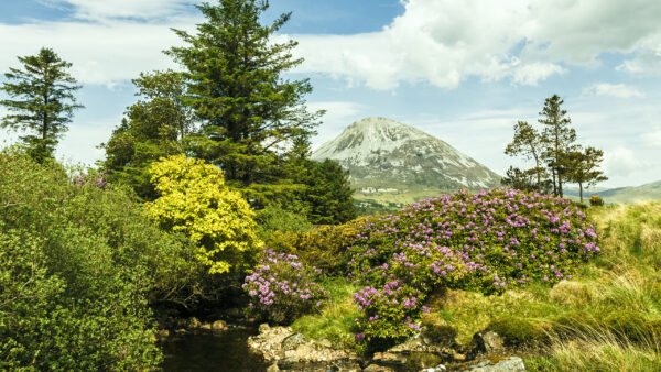 Wallpaper Capped, Blue, White, Grass, Snow, Under, Pink, Clouds, Flowers, Nature, Trees, View, Landscape, Mountain, Green, Sky