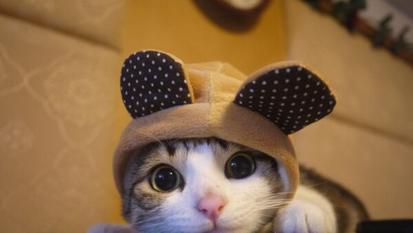 Wallpaper Eyes, Funny, Face, Cat, Cap, Kitten, Whiskers