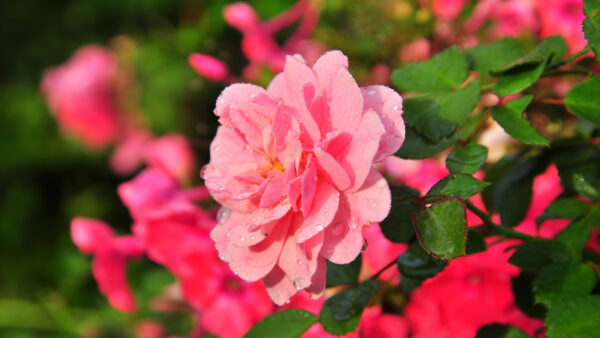 Wallpaper Pink, Branches, Flowers, Rose, Aesthetic, Beautiful, Leaves, Plants, Green