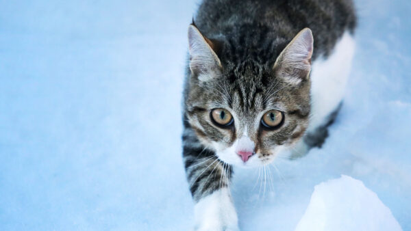 Wallpaper Background, Looking, White, Cat, Black, Light, Blue