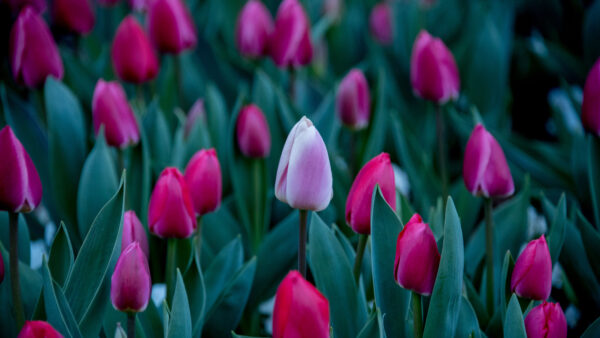 Wallpaper Buds, Petals, Background, Blur, Green, Pink, Purple, Tulips, Leaves, Flowers