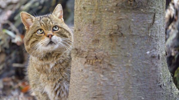 Wallpaper Brown, Looking, Look, Cat, Stare, Background, With, Desktop, White, Blur