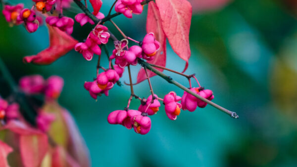 Wallpaper Leaves, Red, Flowers, Background, Branches, Blur, Pink, Tree, Euonymus