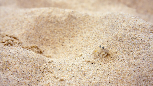 Wallpaper Beach, Sand, Little, Brown, Crab, White