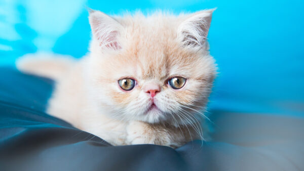 Wallpaper Light, View, Cute, Cat, Background, Closeup, Blue, Brown