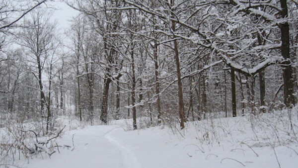 Wallpaper Forest, Covered, Branches, Field, Snow, Winter, Trees