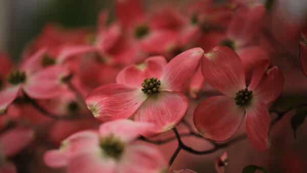 Wallpaper Petals, Blur, Flowers, Dogwood, Background, Light, Pink