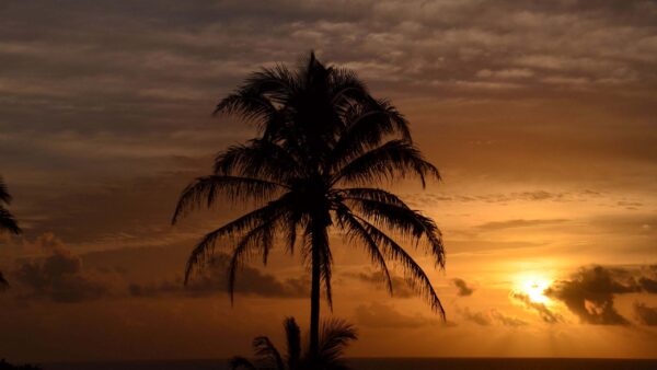 Wallpaper Dark, Tropics, Background, Palm, Trees, Sunset, Sea