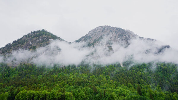 Wallpaper Background, Forest, Landscape, Trees, View, Fog, Sky, With, Mountains, Nature
