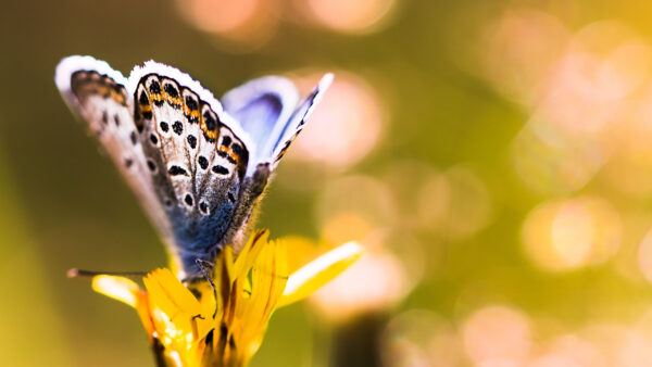 Wallpaper Bokeh, Dots, Design, Petals, Black, Yellow, Photography, Background, Blur, Purple, Flower, Butterfly