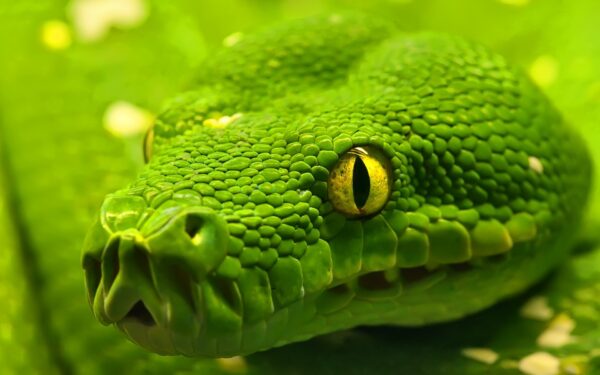 Wallpaper Anaconda, Green