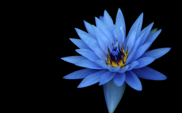 Wallpaper Flower, Sony, Stock, Blue, Xperia