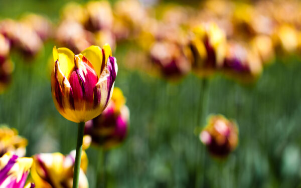 Wallpaper Botanical, Tulips, Garden