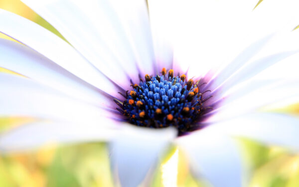 Wallpaper Flower, Purple, White